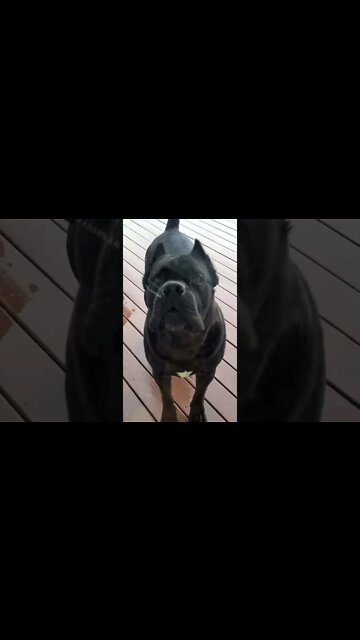 Cane Corso Being an ANGRY D!#k