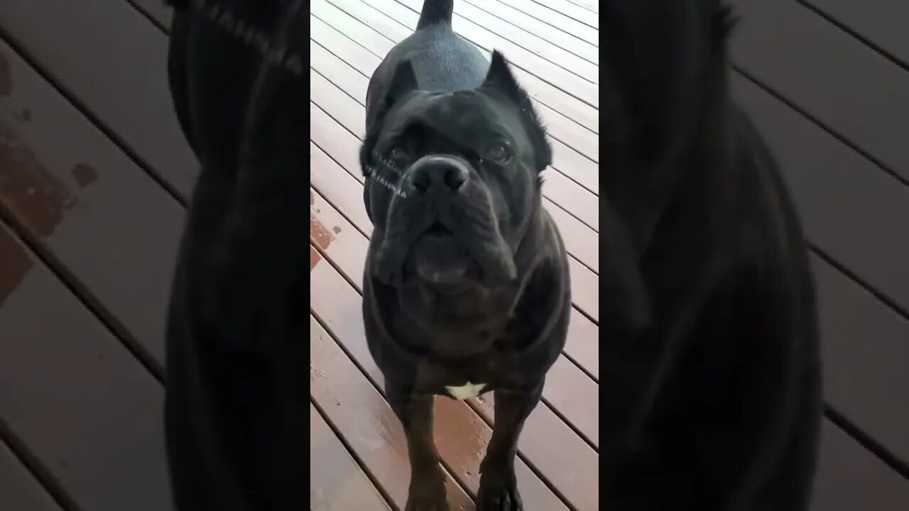 Cane Corso Being an ANGRY D!#k