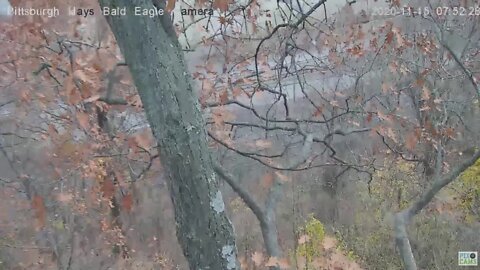 Hays Mom and Dad fly off nest tree 2020 11 15 752am