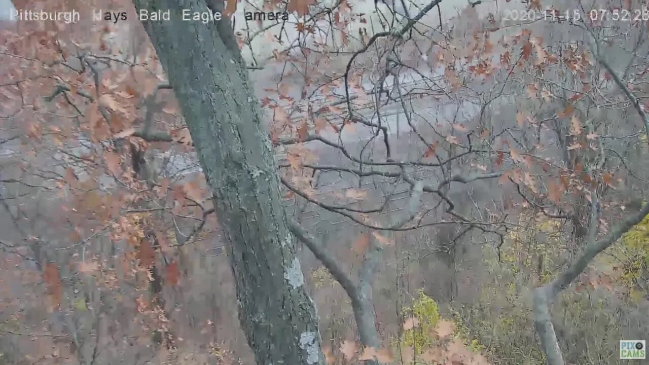 Hays Mom and Dad fly off nest tree 2020 11 15 752am