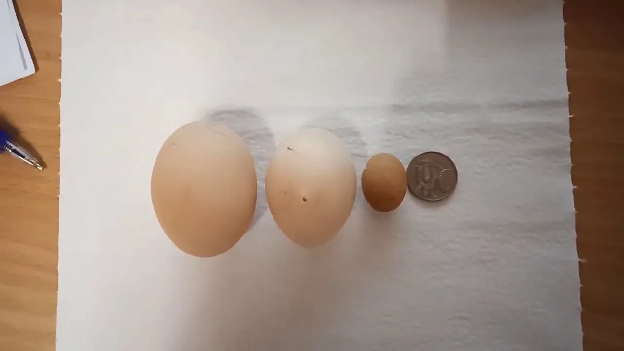 A tiny chicken egg 6th September 2020