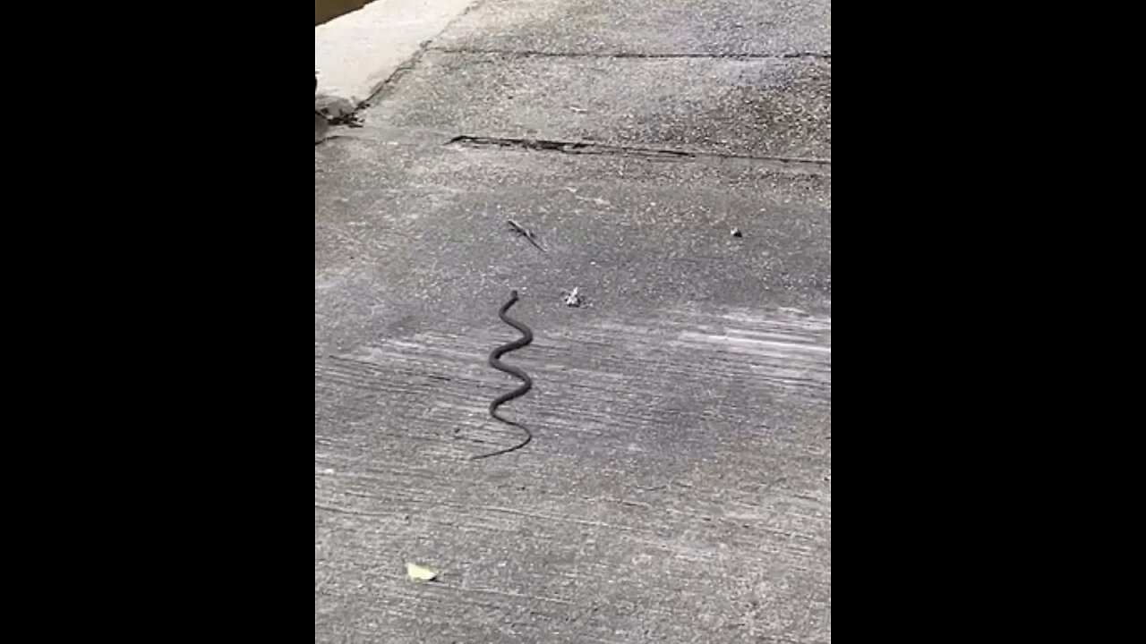 snake fighting scene