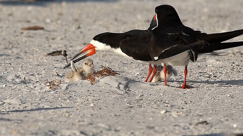 Feeding Baby Black Skimmers