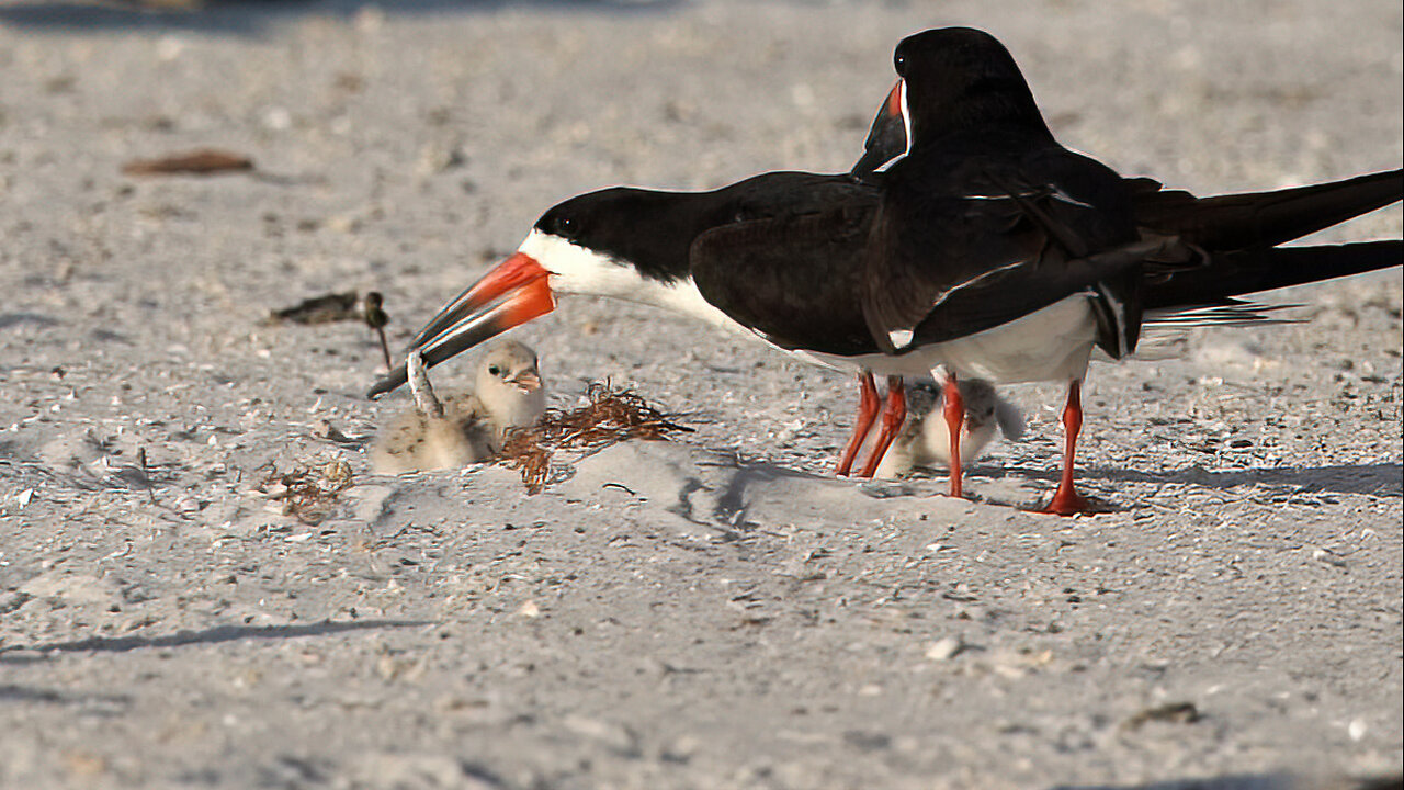 Feeding Baby Black Skimmers