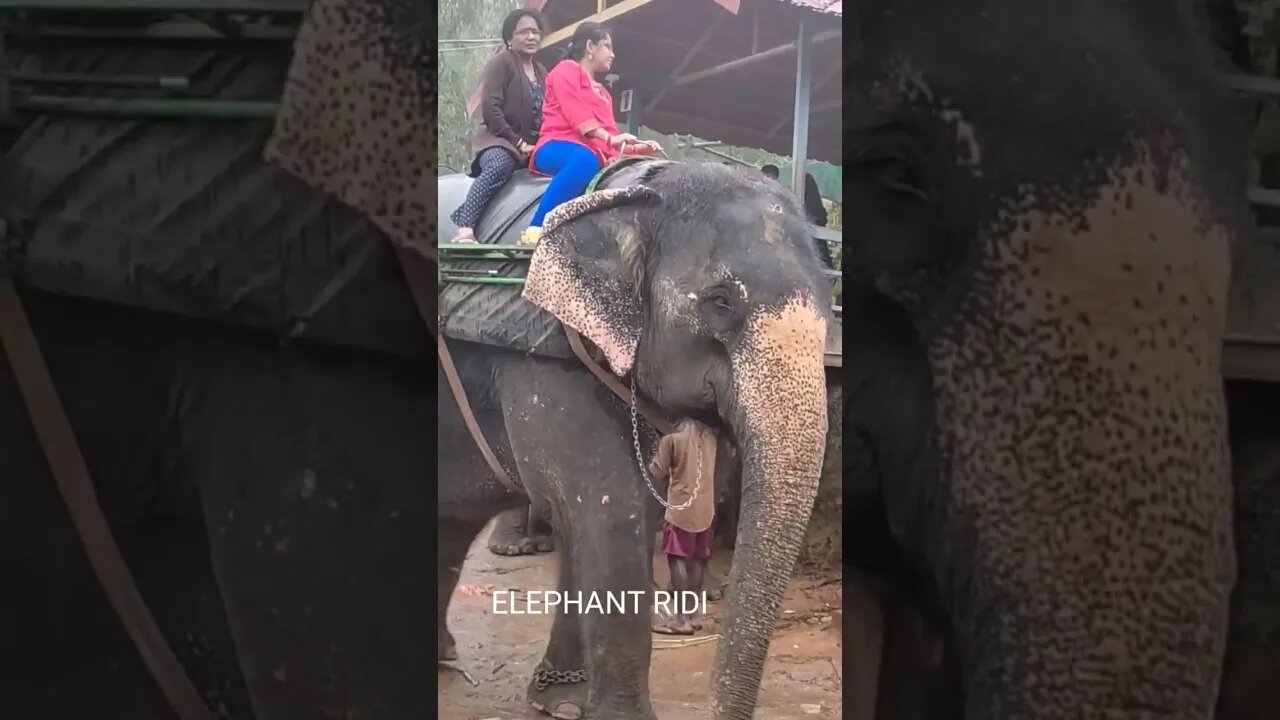 Elephant riding in Munar,#shorts,#elephantriding,#elephant,#animal,#animallover,#viral,#beautiful