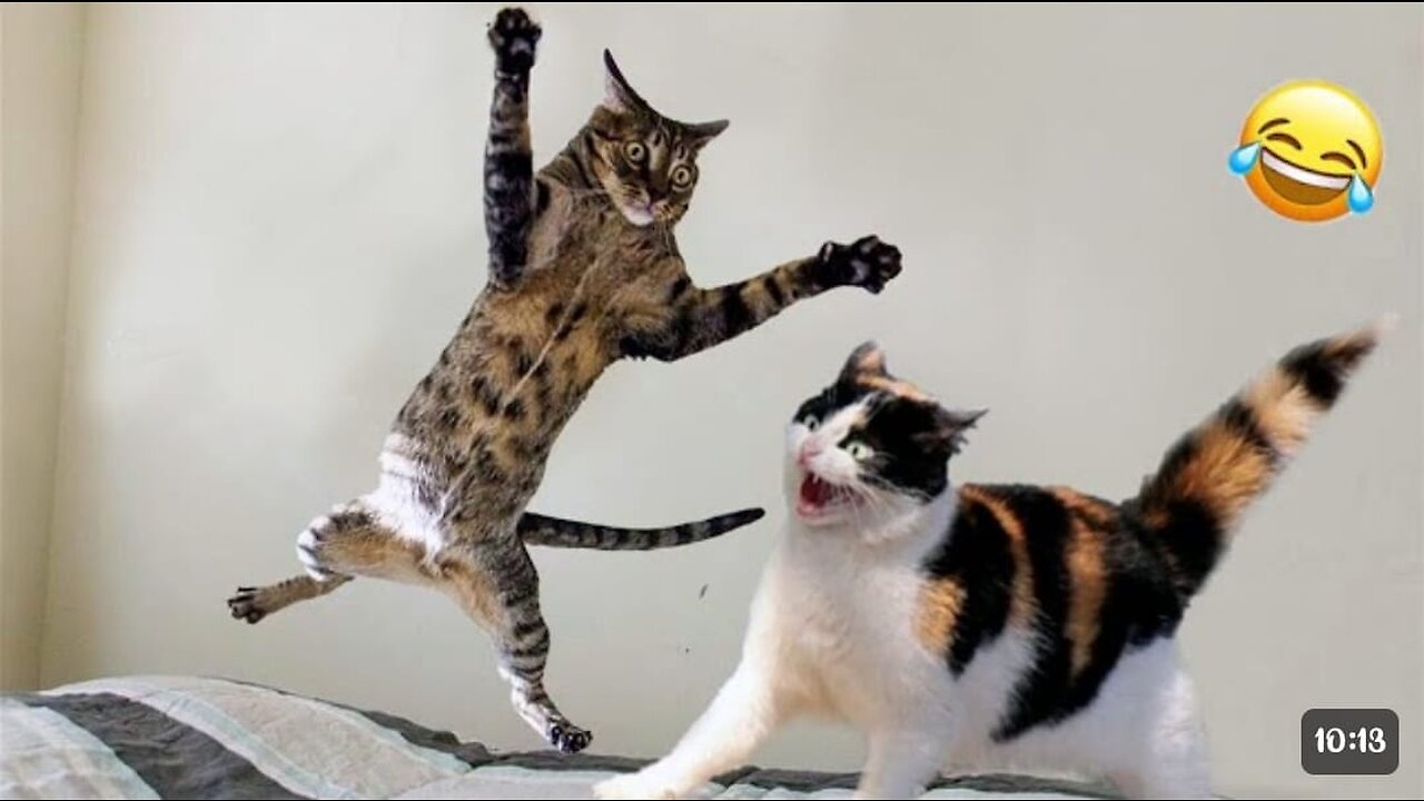 funny animals - funny cats/dogs - funnyanimalsvideo 2023