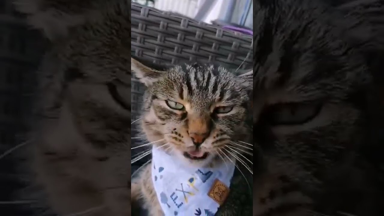 Try not to laugh🤣 Funny animals😹‖ #shorts ‖ Fun Store