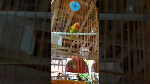 Lovebird