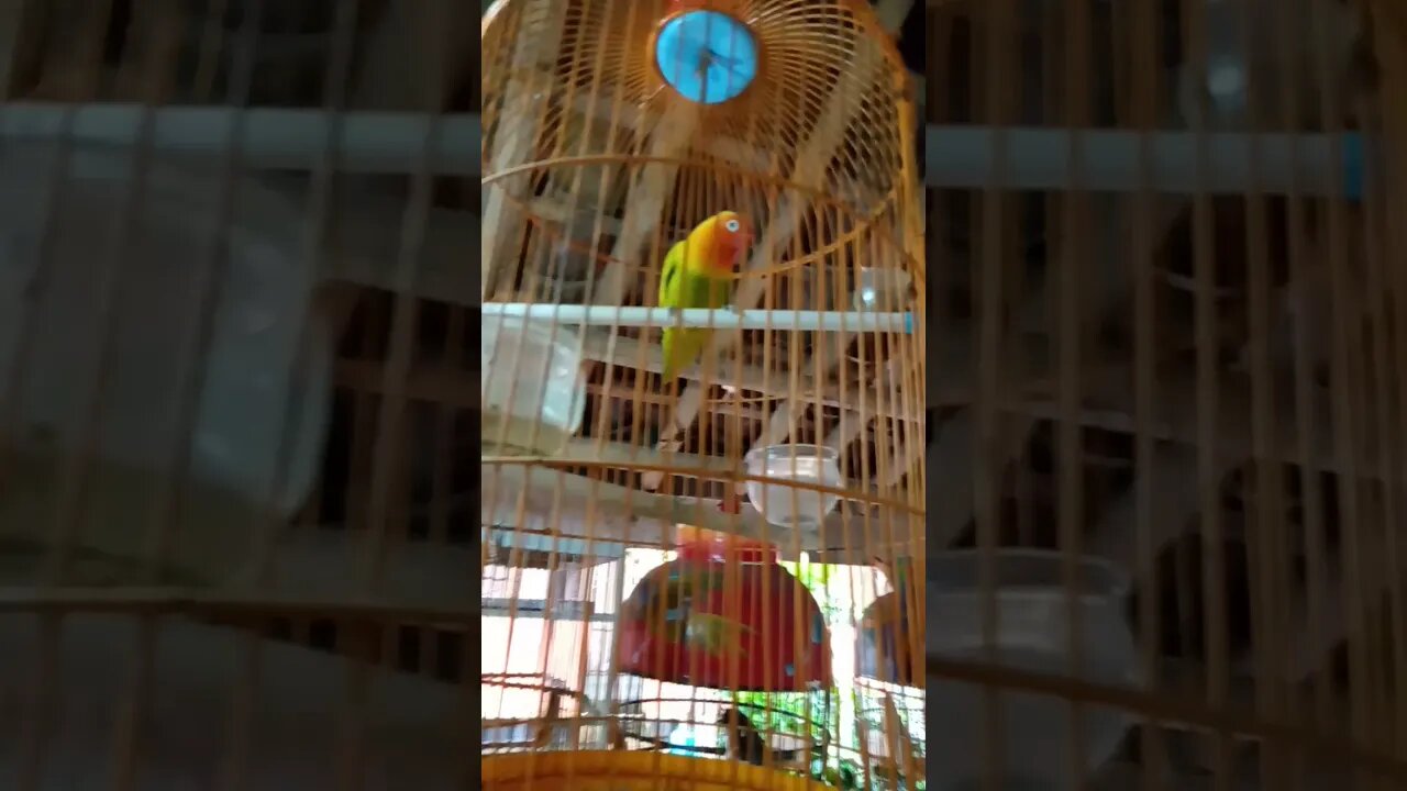 Lovebird