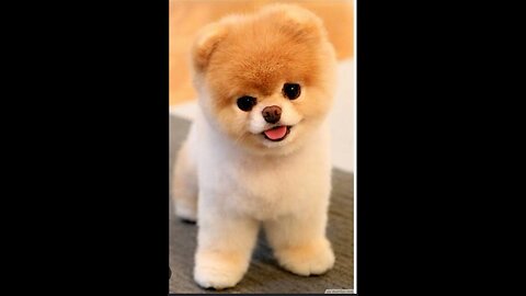 Cute puppy just made my day.