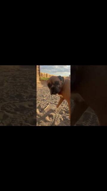 #dog in the desert 🏜 helping out with gardening