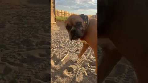 #dog in the desert 🏜 helping out with gardening