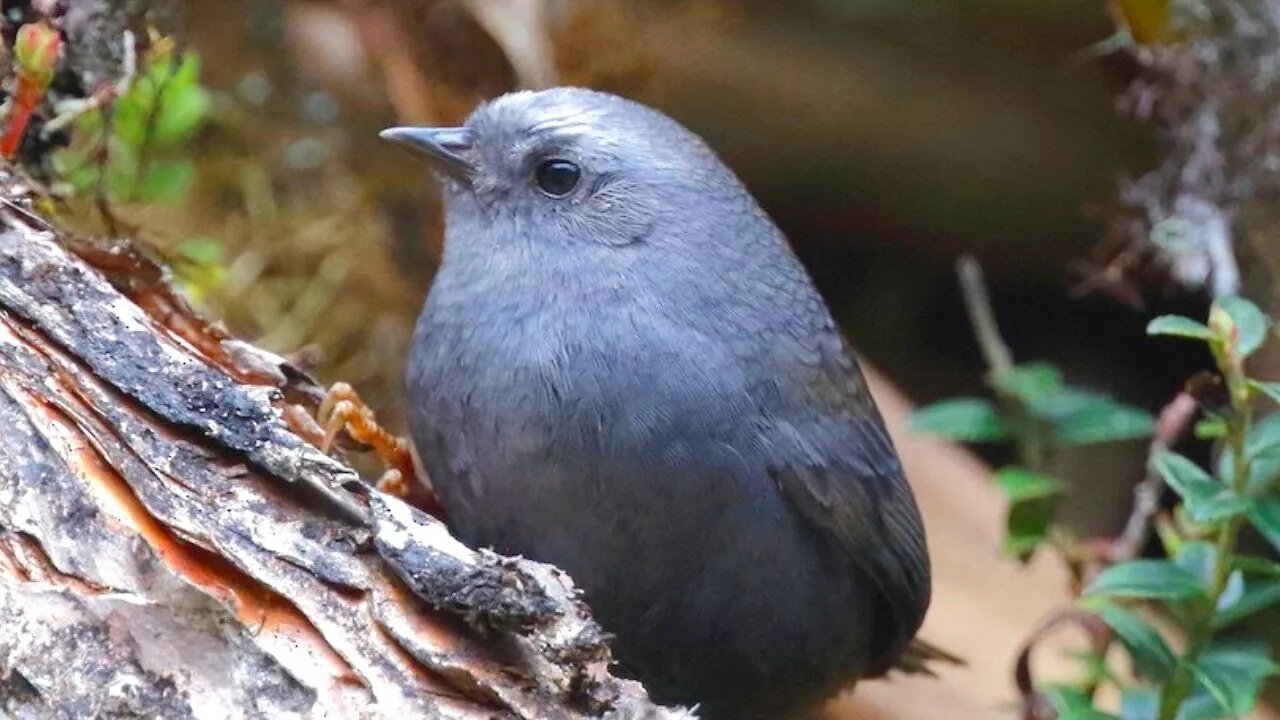 AVE RARA DA BOLÍVIA E PERU - Diademed Tapaculo