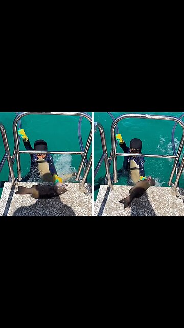 Baby shark tries to steal fish from little boy