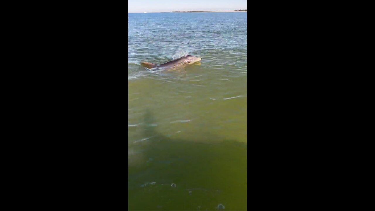 Livestream Replay | Dolphins Ride With Me!