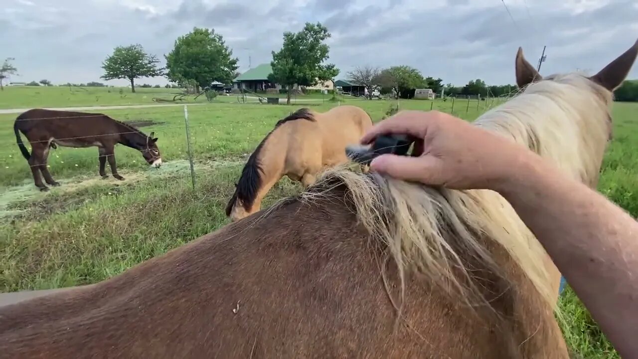 Doing Some Pasture Grooming After Worming Horses