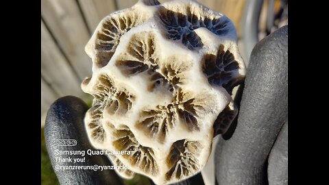 Coral Fossil! In Idaho!?!?!