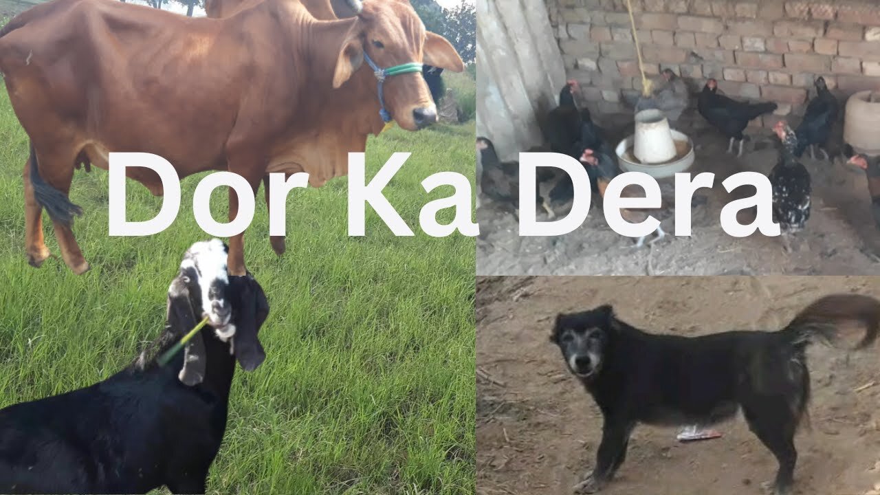 Dor Ka || Dera || 22-12-2023