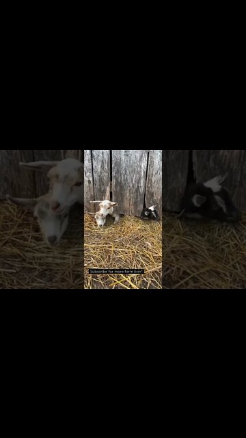 Can We Come Into the Out? #shorts