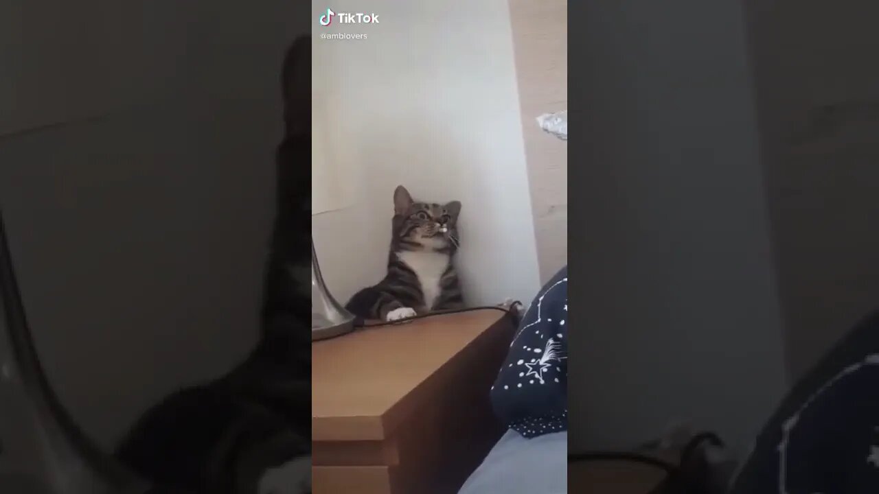 Cat With Cigarette Behind Cupboard I TikTok