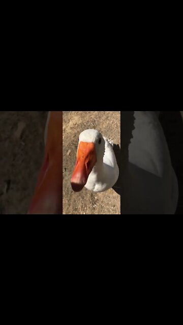 Edwin the attack goose 1 stupid owner 0 🤣