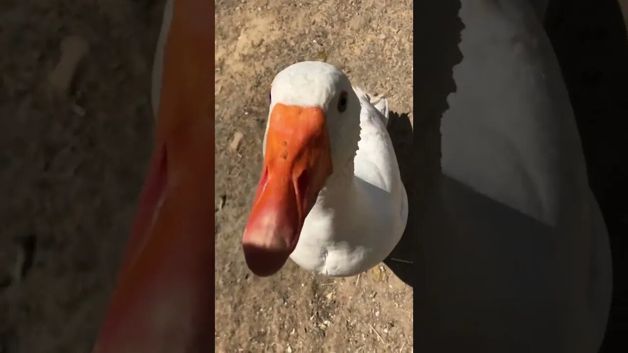 Edwin the attack goose 1 stupid owner 0 🤣