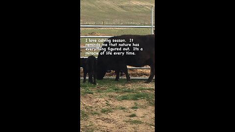 Calving season