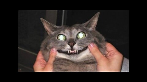BABY CATS😂FUNNY VIDEOS 2023🤣