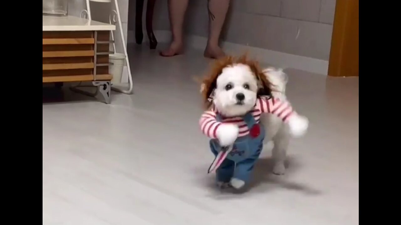 Funny Dog with killer costume