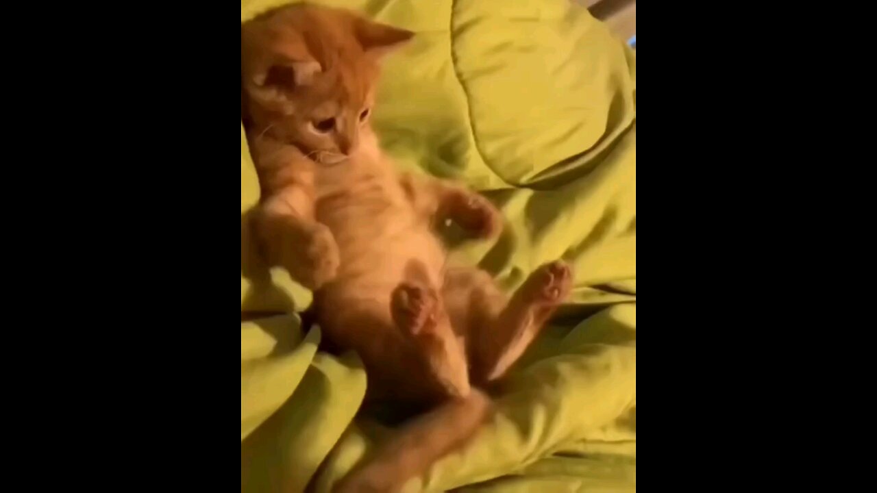 Funny kitten