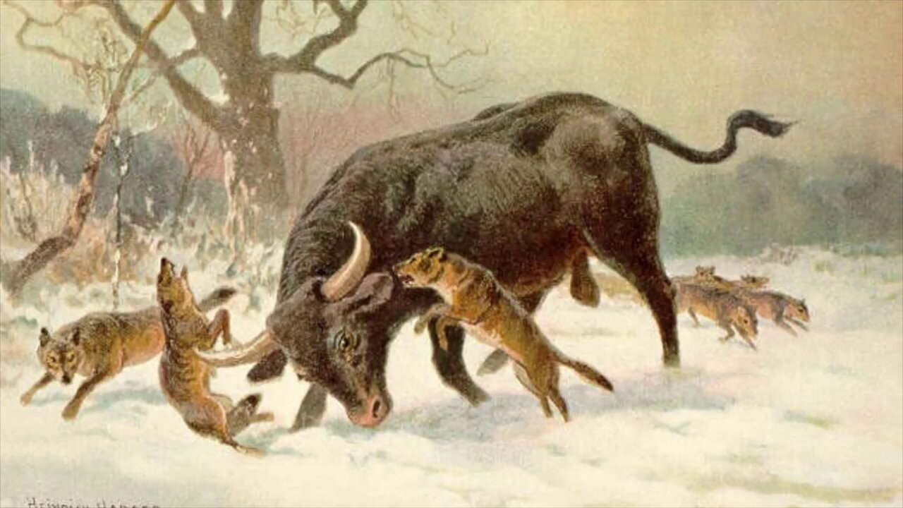 ASOIAF | The World of Ice & Fire | Westeros Monsters Compendium - Aurochs