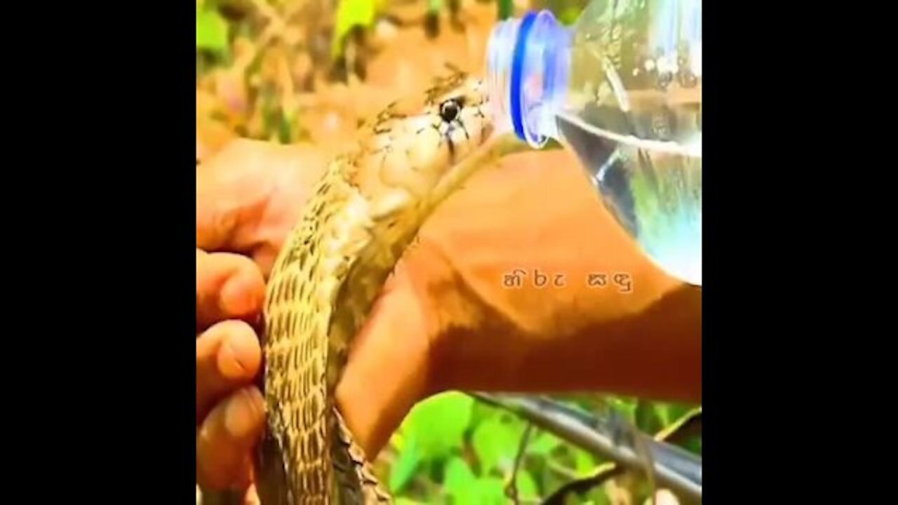 Have you ever seen a snake watering ... look amazing ..