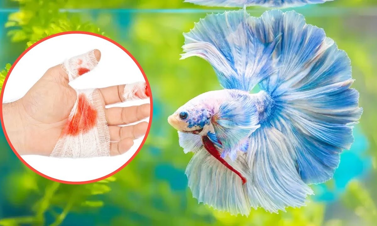 Charm and Danger: 20 Adorable yet Lethal Pets to Handle with Care | Animal Vised"