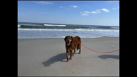 Golden Retrievers: Hearts of Gold - Walkies