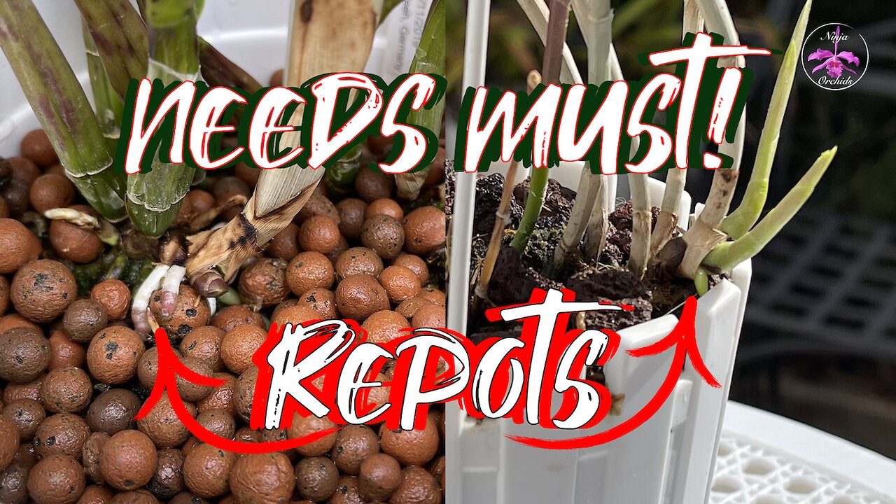 Magnesium Deficiency, Scale Problems & Repotting Orchid Care Tips #ninjaorchids #rupicolous #repot