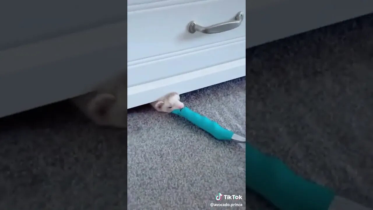 Everyone deserves to see this video