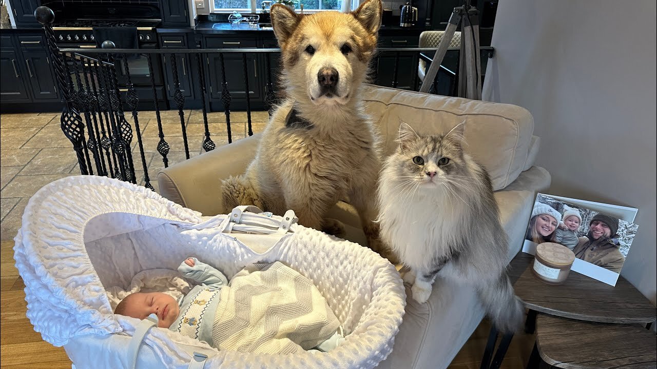Dog Bonds With New born Baby crazy