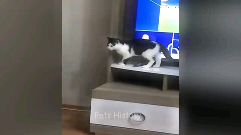 1 hour Full Funny Cat 😺 and dog Viral Comedy video... Don't miss the joy 😂😂😂