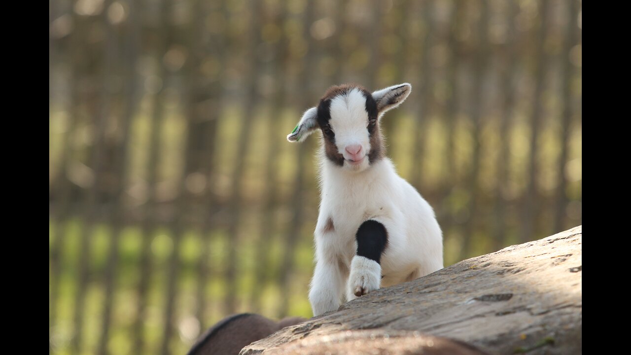 Cute Goat baby 🐐