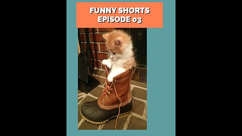 funny animals #shorts 03