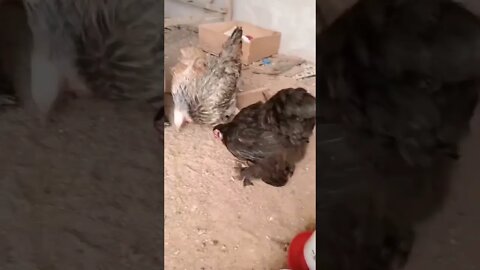 Tebak ayam apaan ini gaes.. kakinya ada bulunya