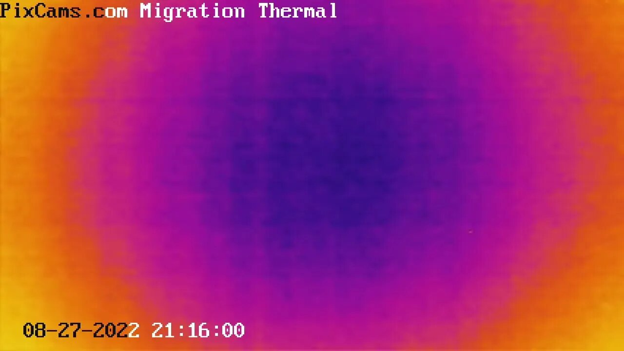 Night migrating birds caught on thermal camera - 8/26/2022 @ 21:15