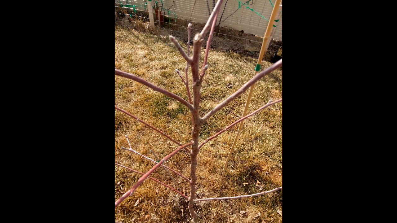 Pruning new fruit trees