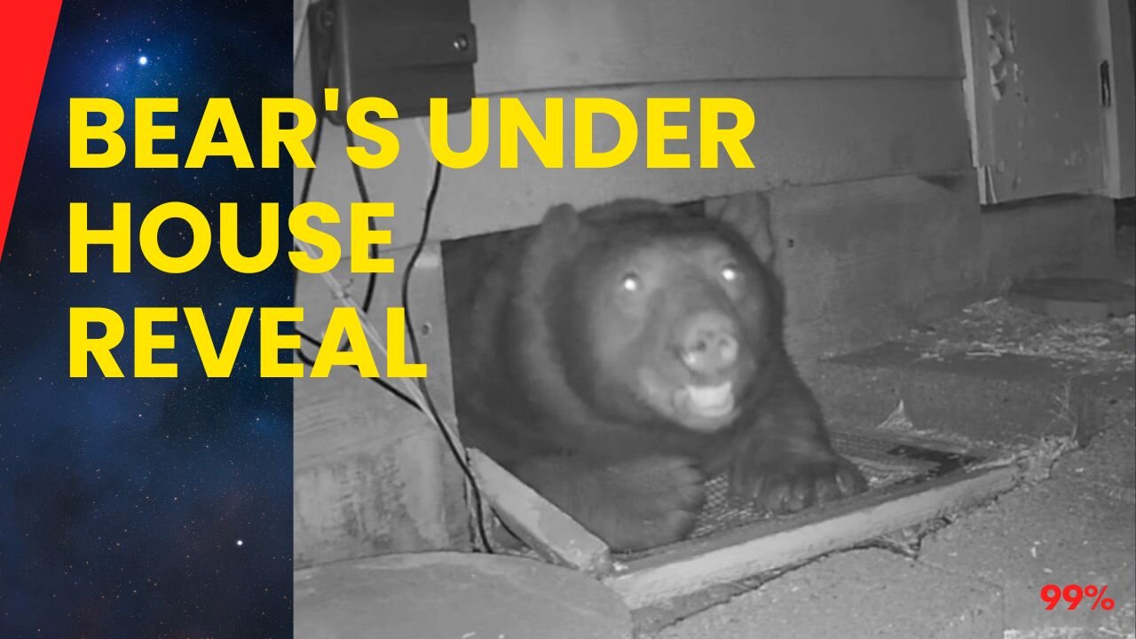 Giant Bear Emerges from Under House - You Have to See This!