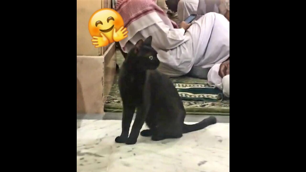 Cat in the prophet Mohammad's mosque