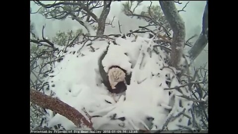 Bald Eagle protects eggs in snowstorm