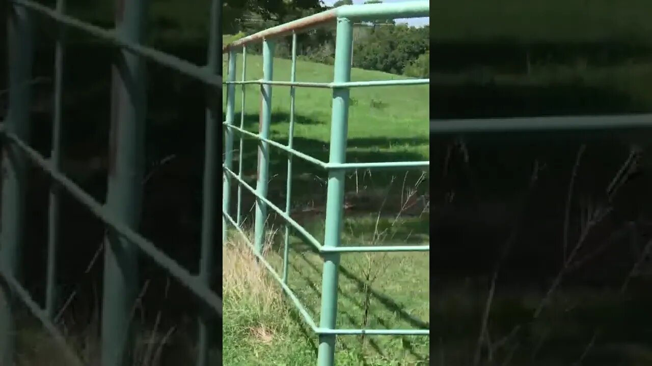 Watching baby deer at LonelyCreek