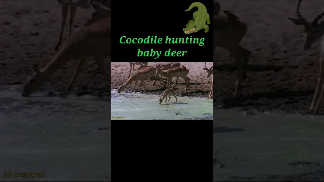 Cocodile hunting baby Deer 🦌#shorts #youtubeshorts #shortvideo
