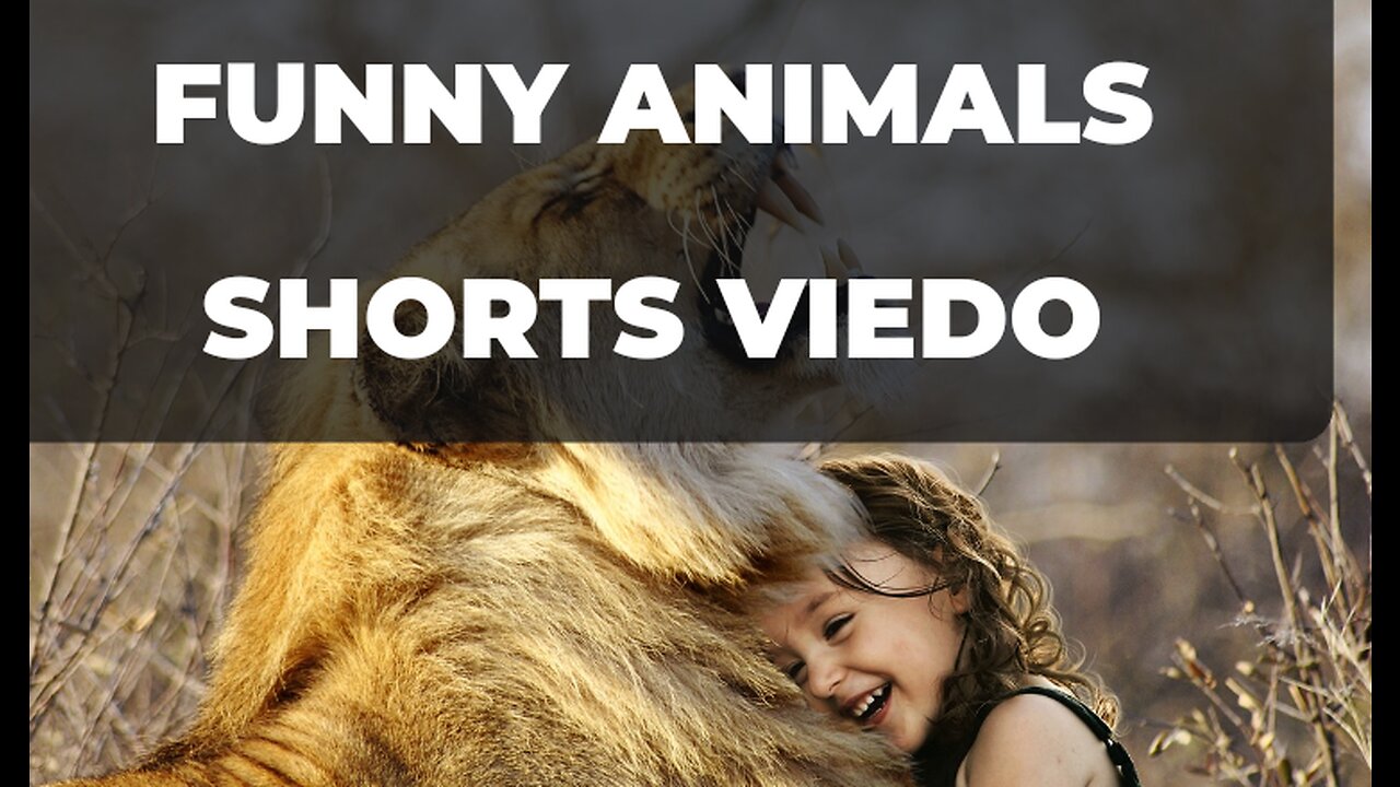 Funny animals shorths viedos