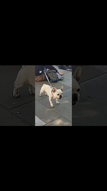 French bull dog can see butter on a sliced breed at animal rebellion protest protesters are vegan